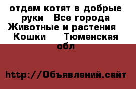 отдам котят в добрые руки - Все города Животные и растения » Кошки   . Тюменская обл.